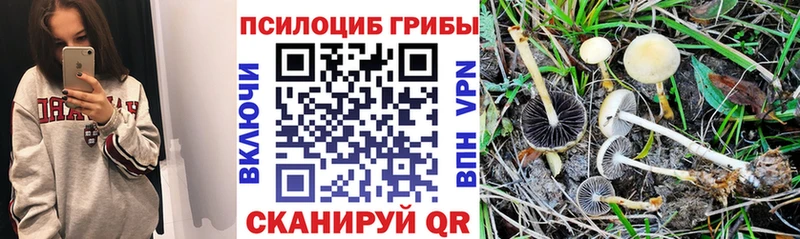 продажа наркотиков  Ликино-Дулёво  omg зеркало  Галлюциногенные грибы Cubensis 